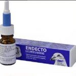 Endecto